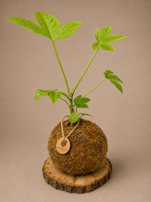 Aralia japónica + Pedestal