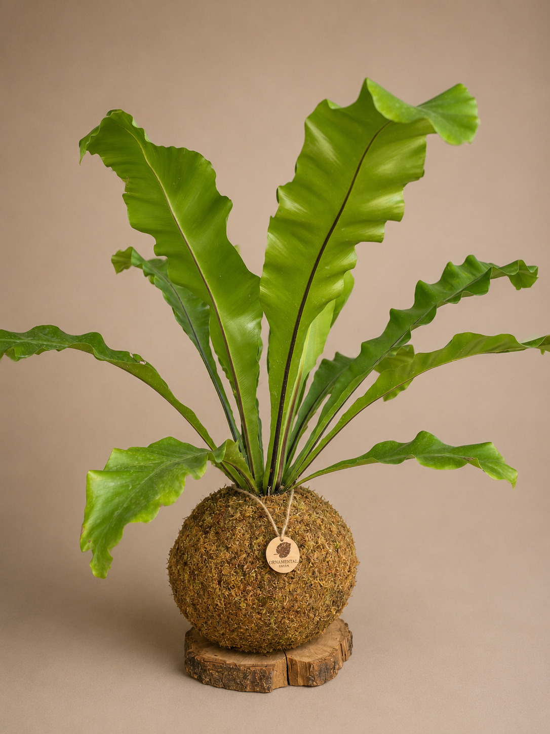 Helecho Asplenium + Pedestal