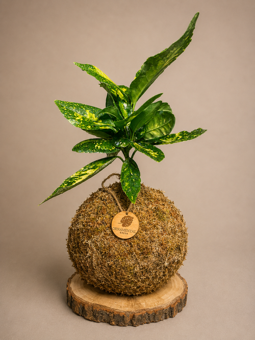 Aucuba Japónica + Pedestal