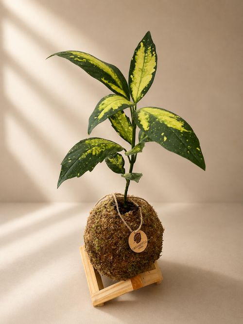 Aucuba Japónica + Pedestal
