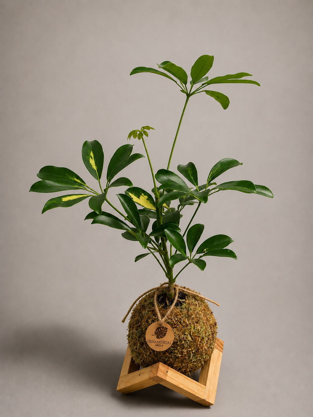 Cheflera + Pedestal