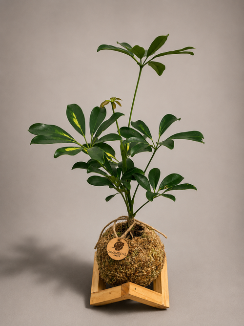 Cheflera + Pedestal