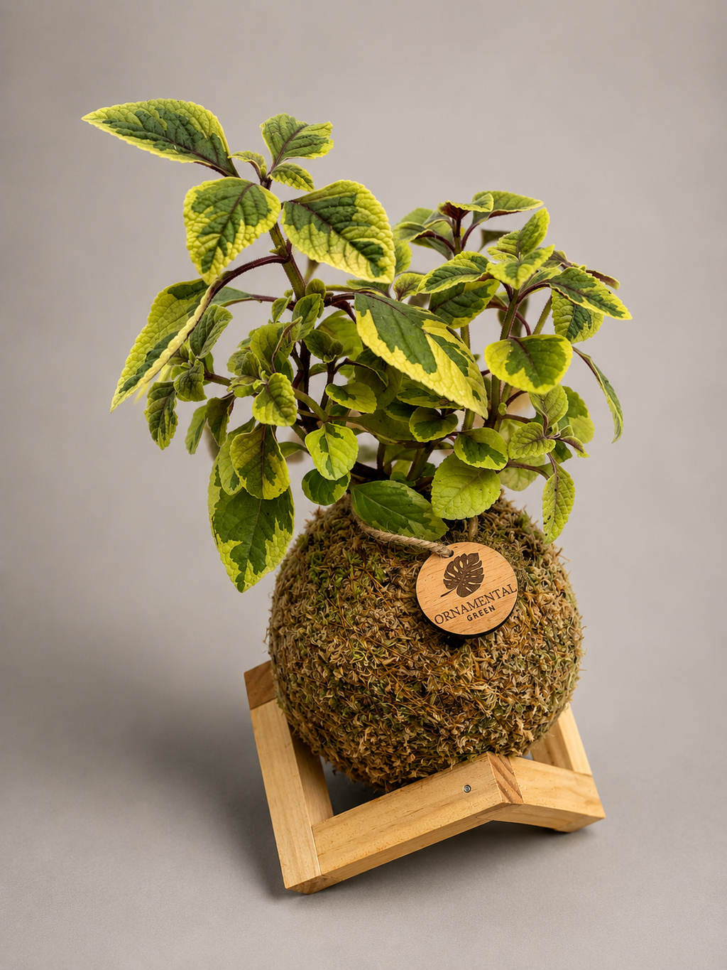 Dolar Variegado + Pedestal