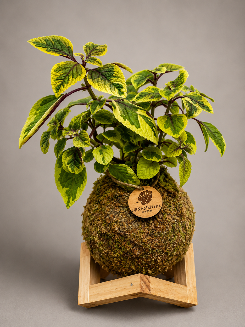 Dolar Variegado + Pedestal