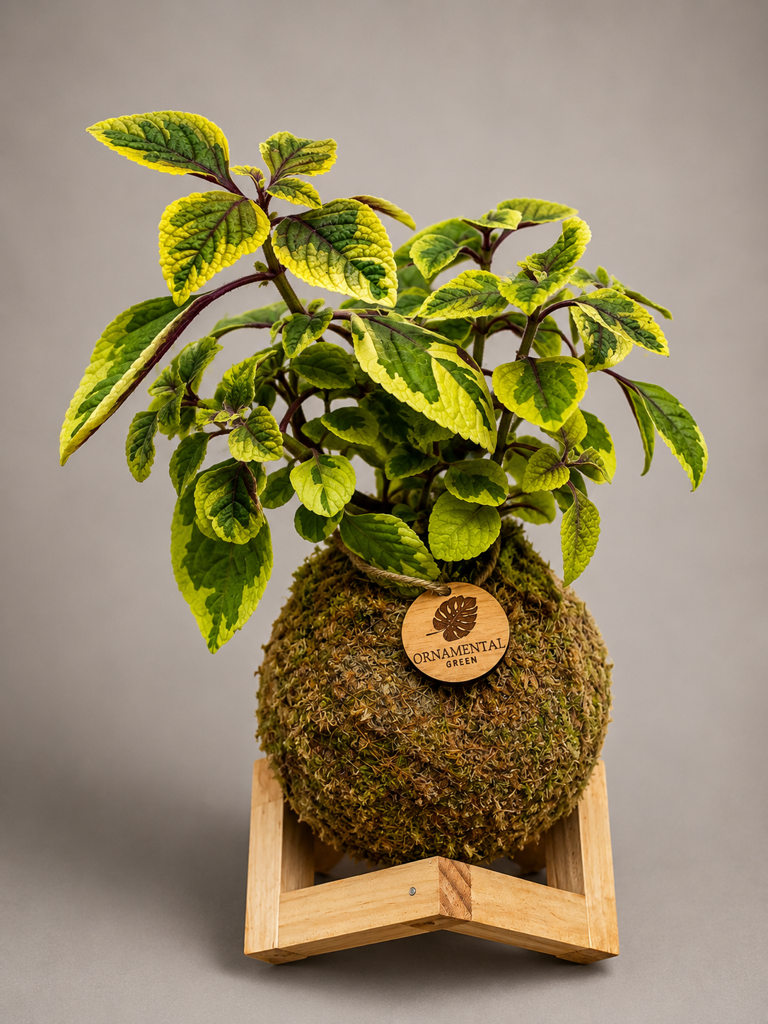 Dolar Variegado + Pedestal