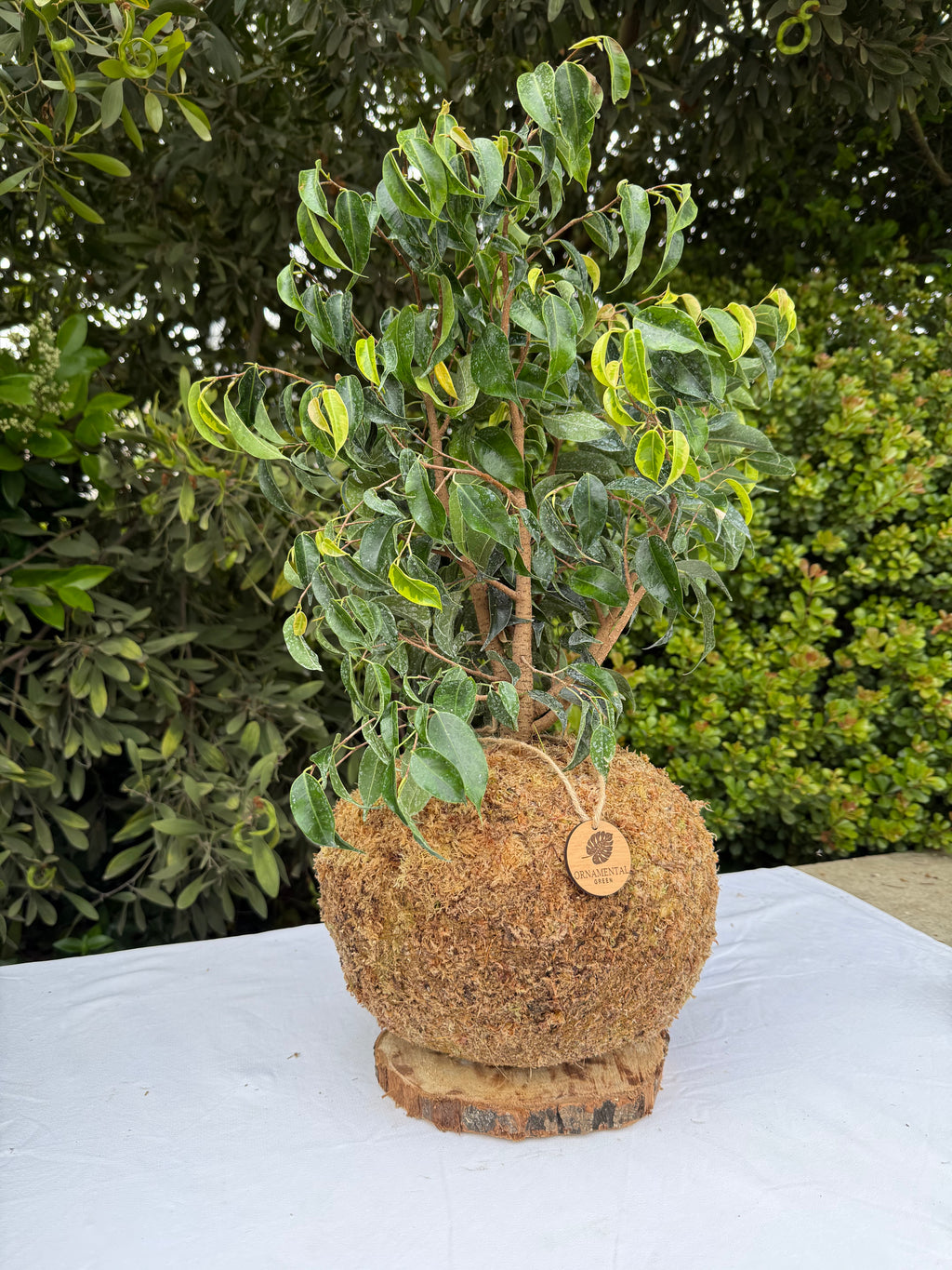 Ficus Benjamina