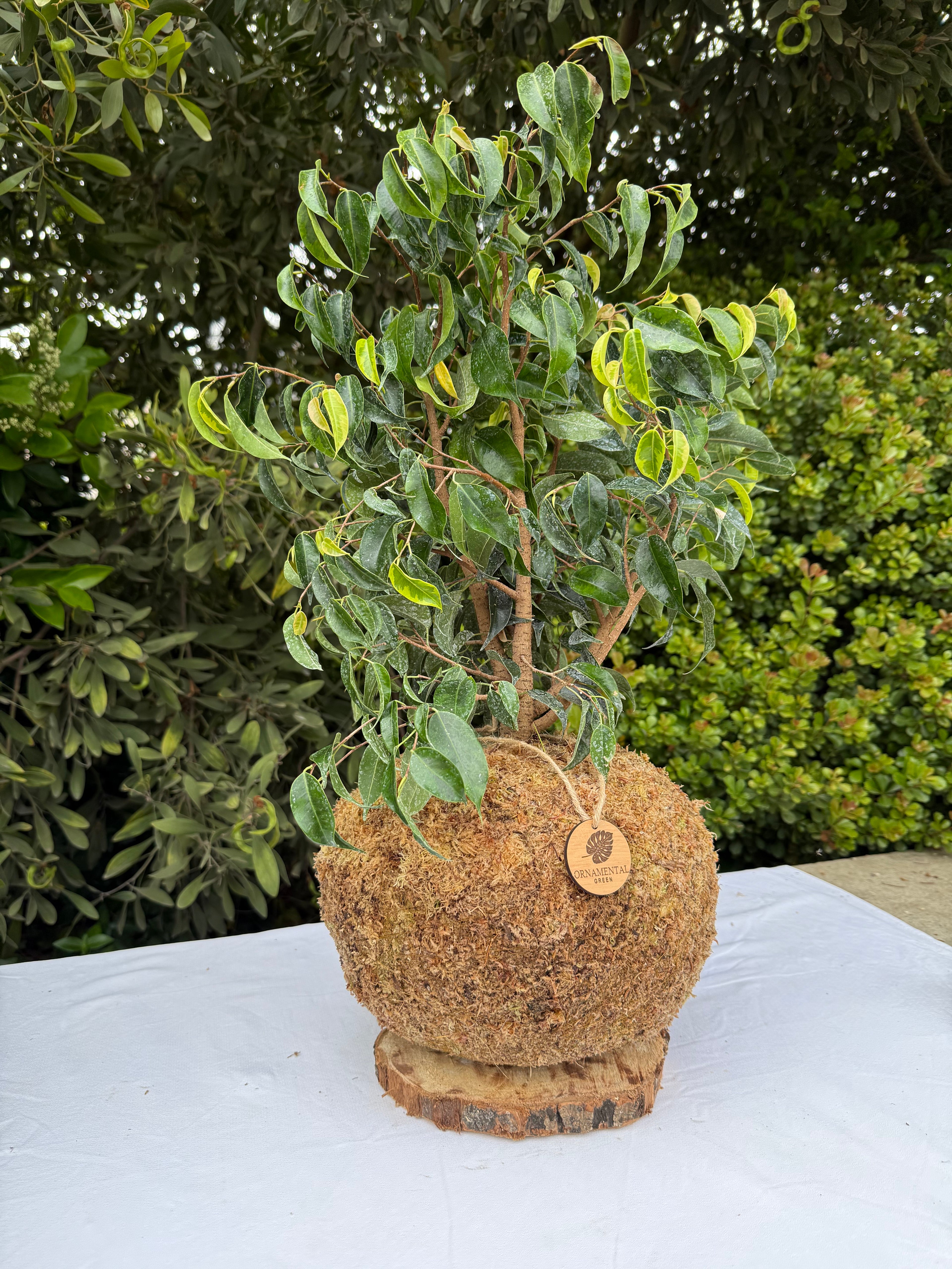 Ficus Benjamina