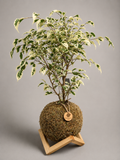 Ficus Variegado + Pedestal