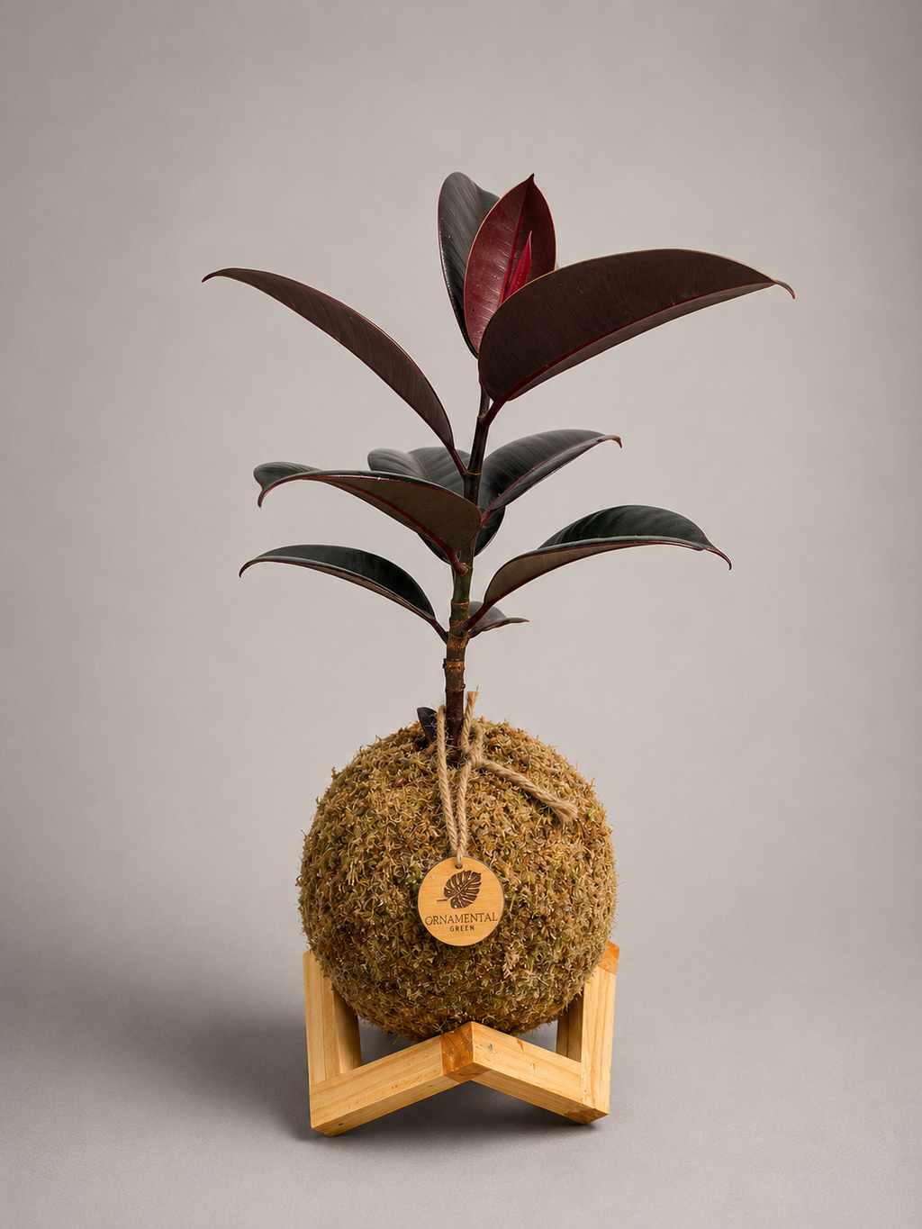 Gomero Negro + Pedestal
