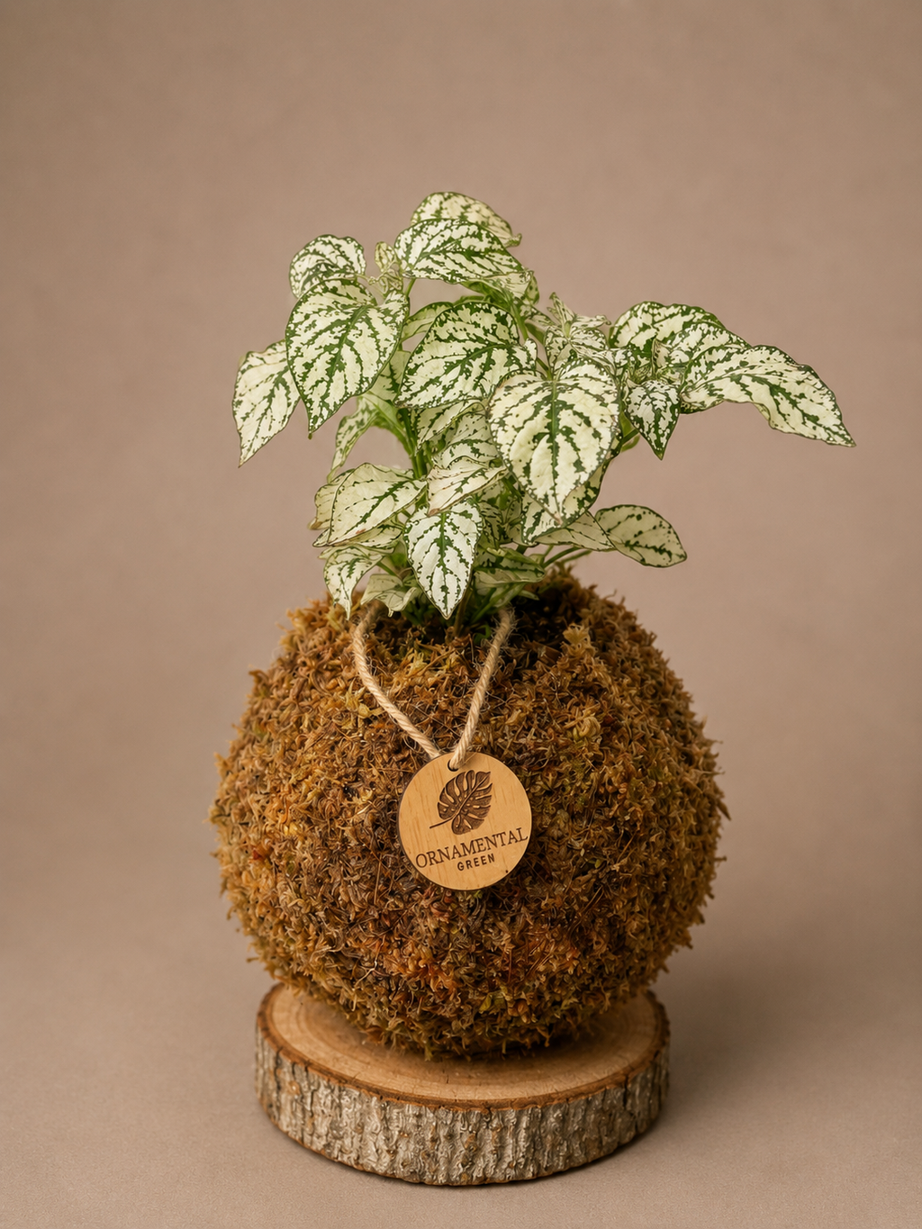 Hypoestes + Pedestal