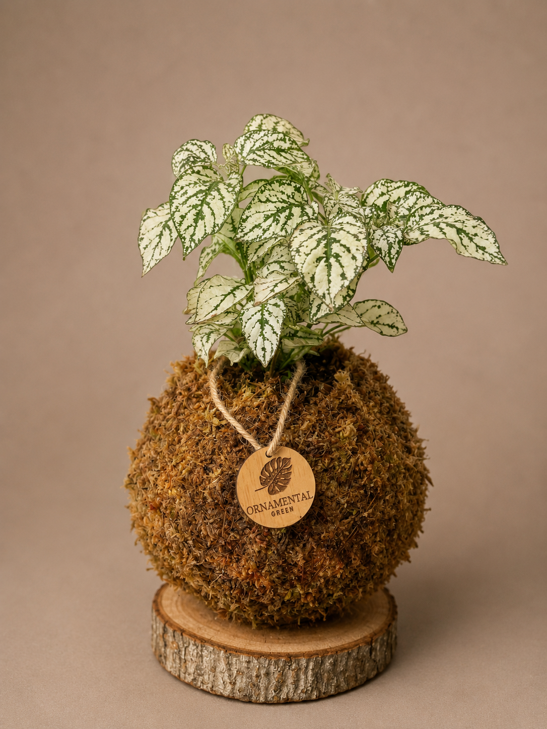 Hypoestes + Pedestal