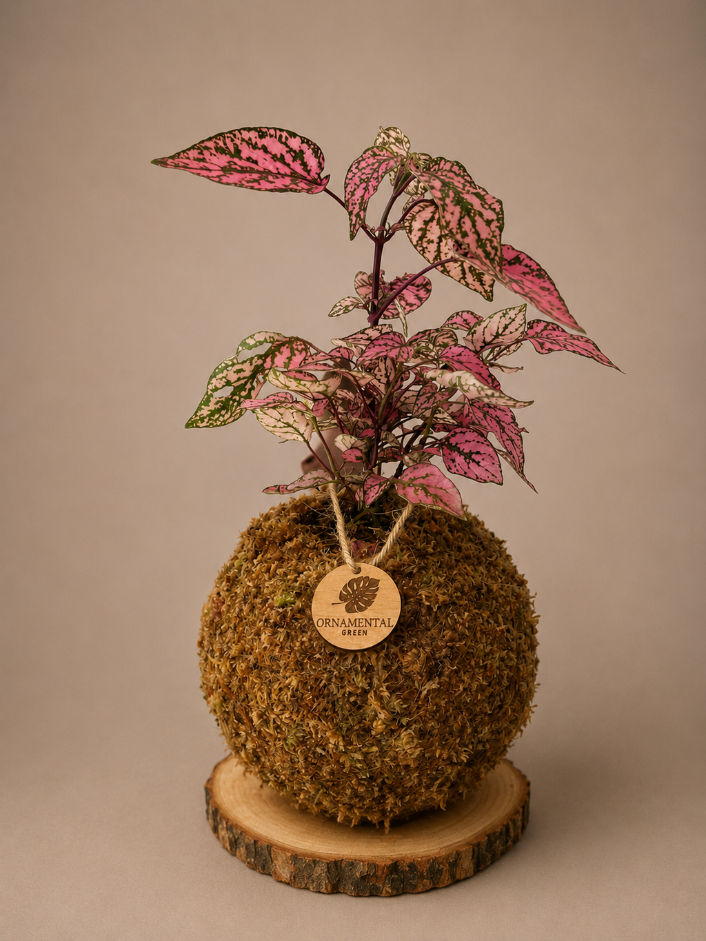 Hypoestes + Pedestal