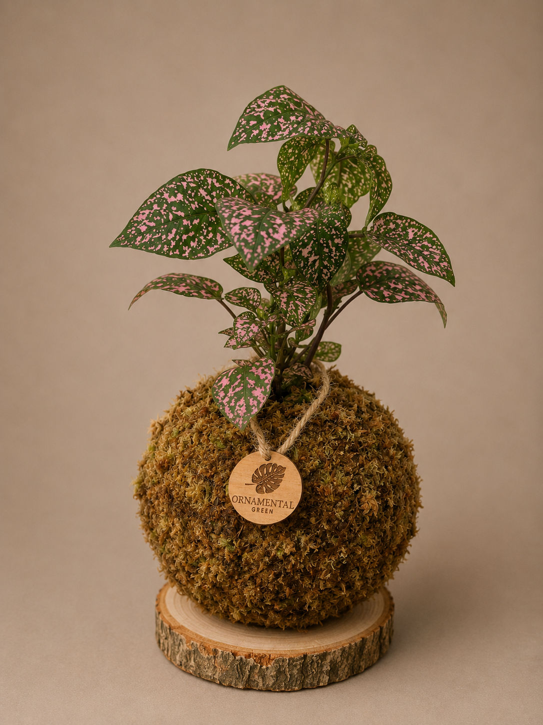 Hypoestes + Pedestal
