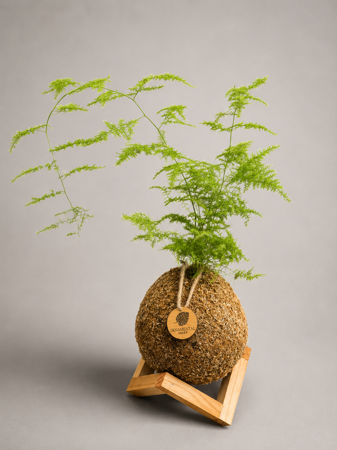 Helecho Plumoso + Pedestal