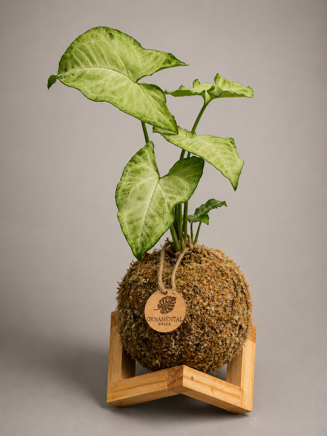 Syngonium + Pedestal