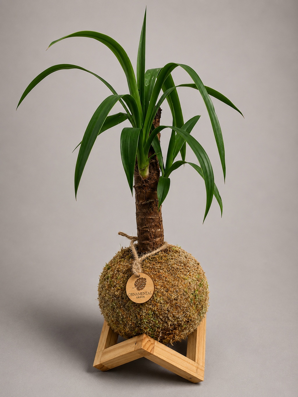 Yuca + Pedestal
