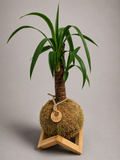 Yuca + Pedestal