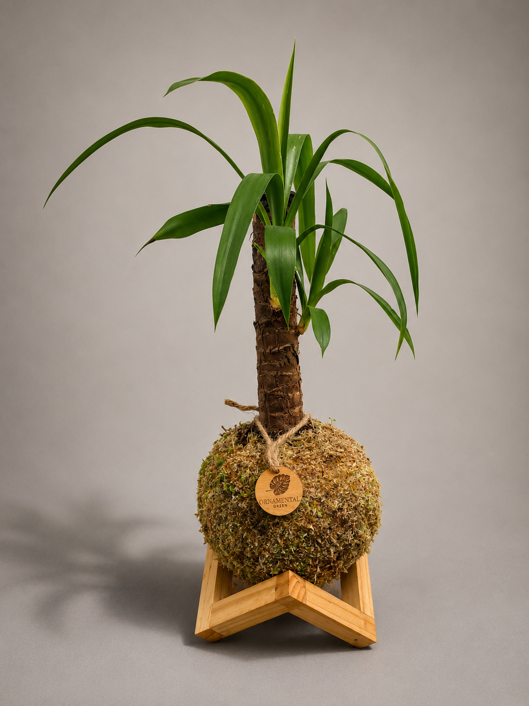 Yuca + Pedestal