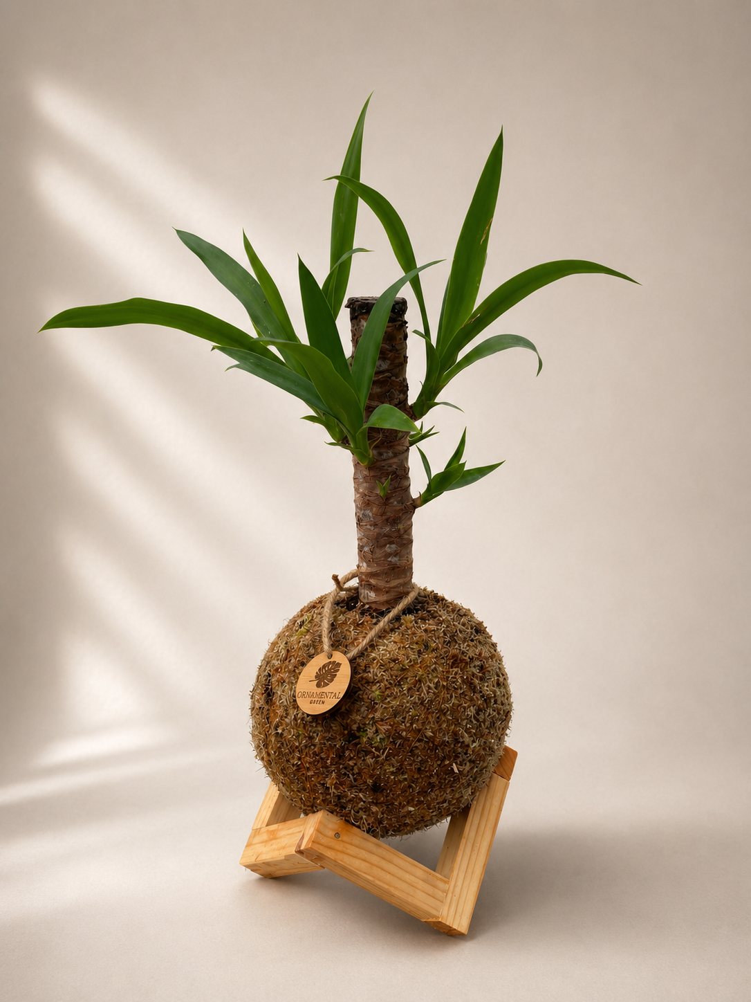 Yuca + Pedestal