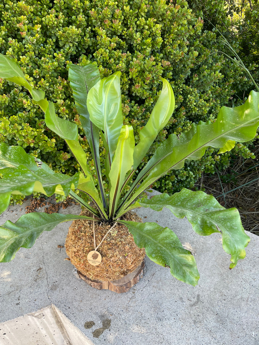 Helecho Asplenium