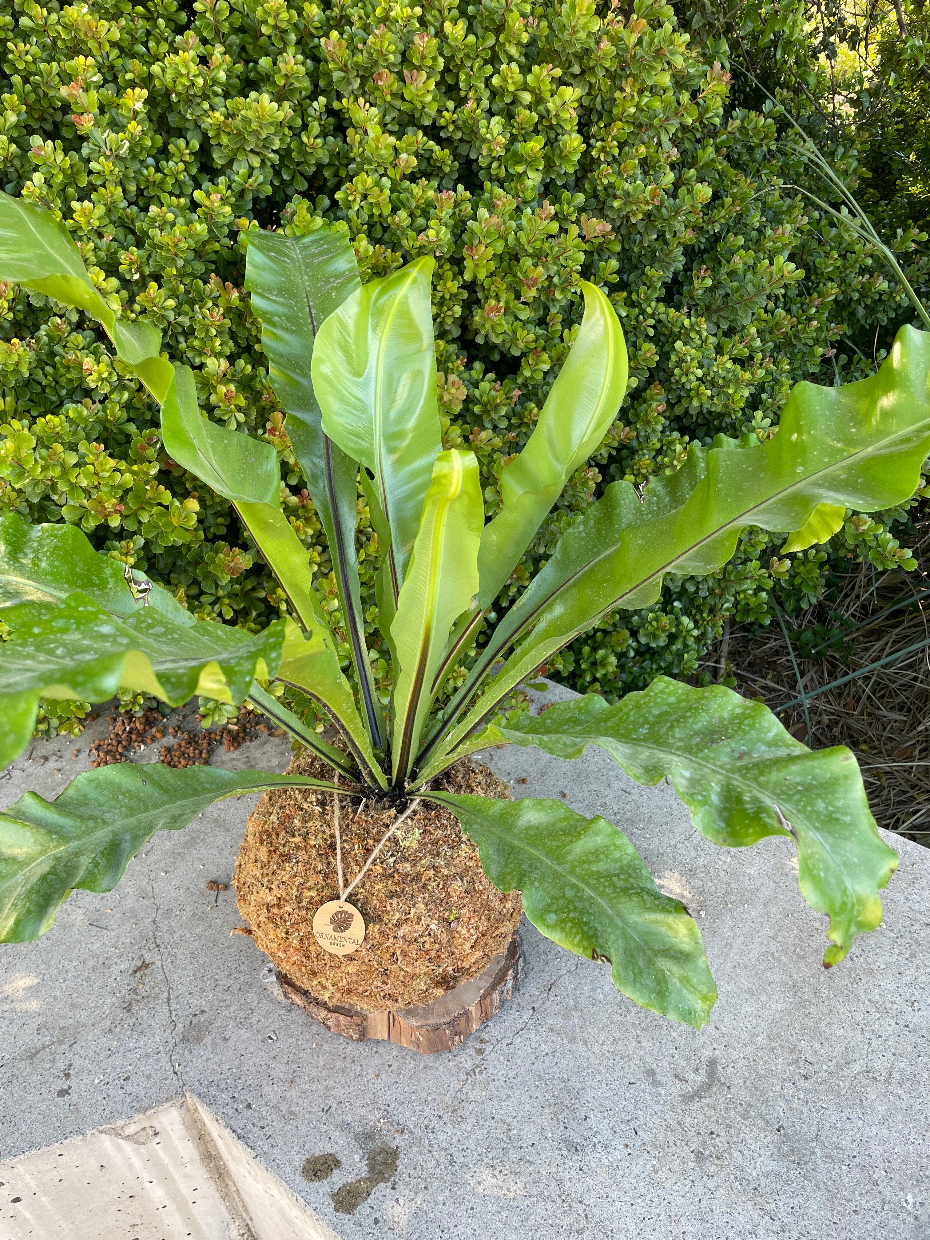 Helecho Asplenium