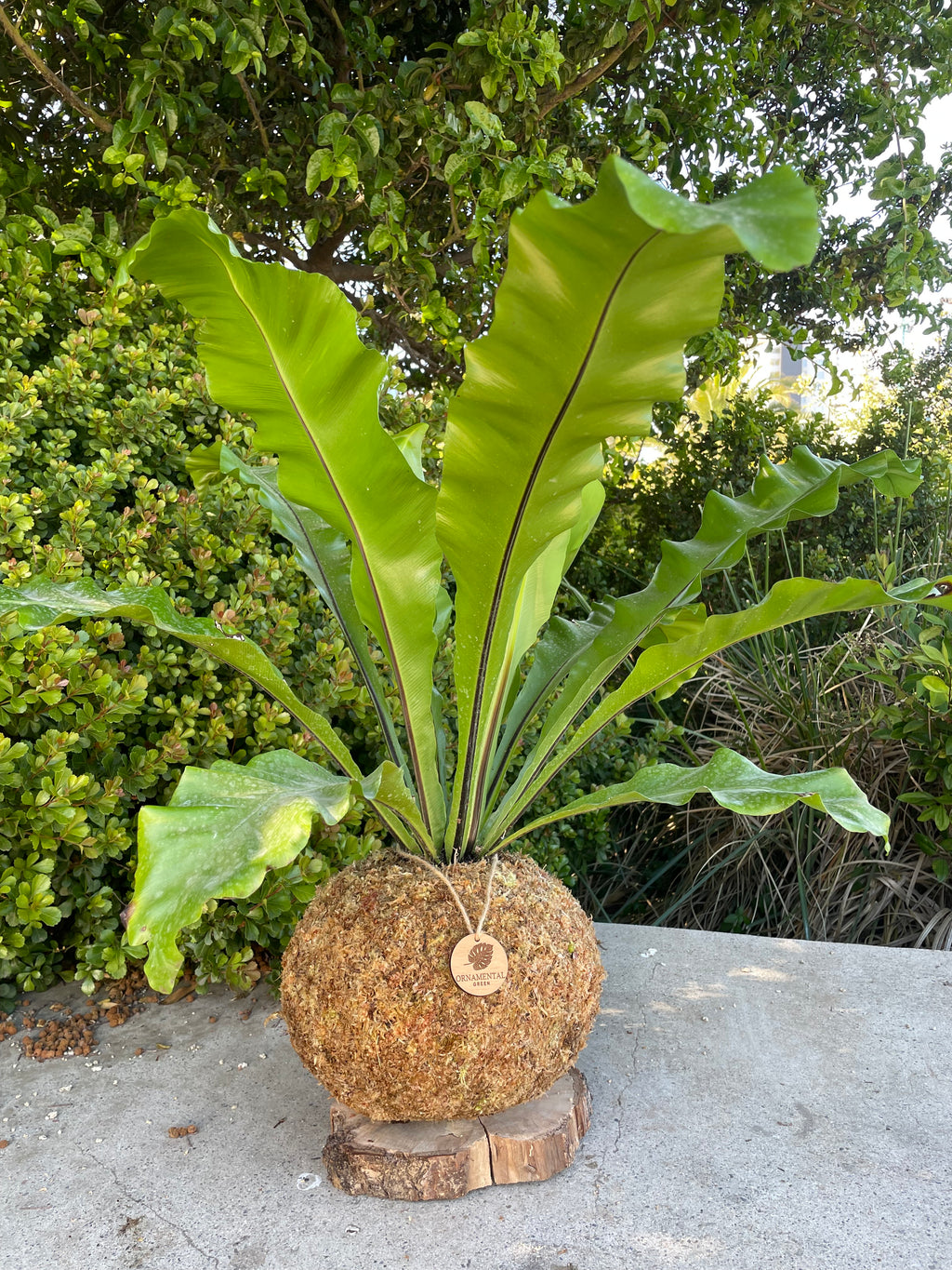 Helecho Asplenium