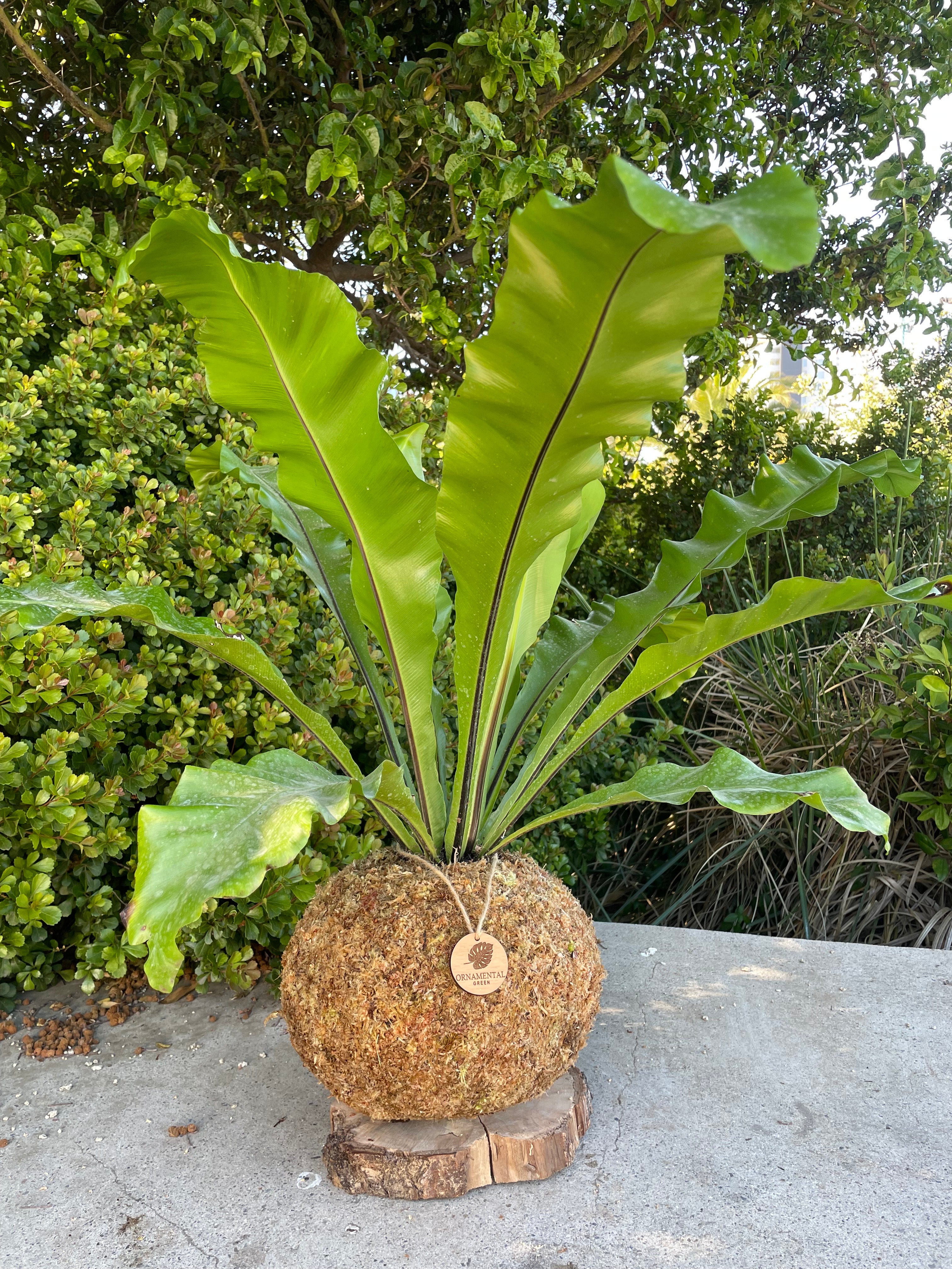 Helecho Asplenium
