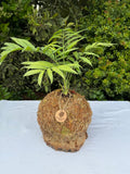 Chamaedorea Elegans