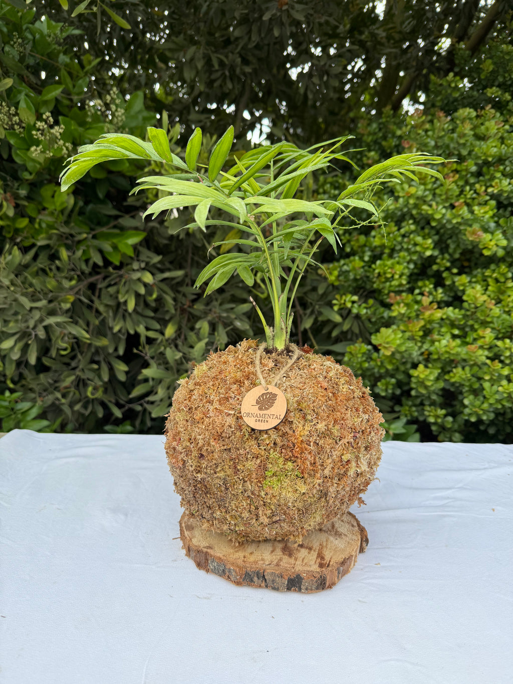 Chamaedorea Elegans