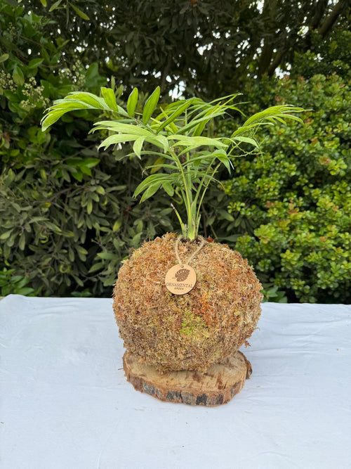 Chamaedorea Elegans