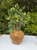 Ficus Benjamina