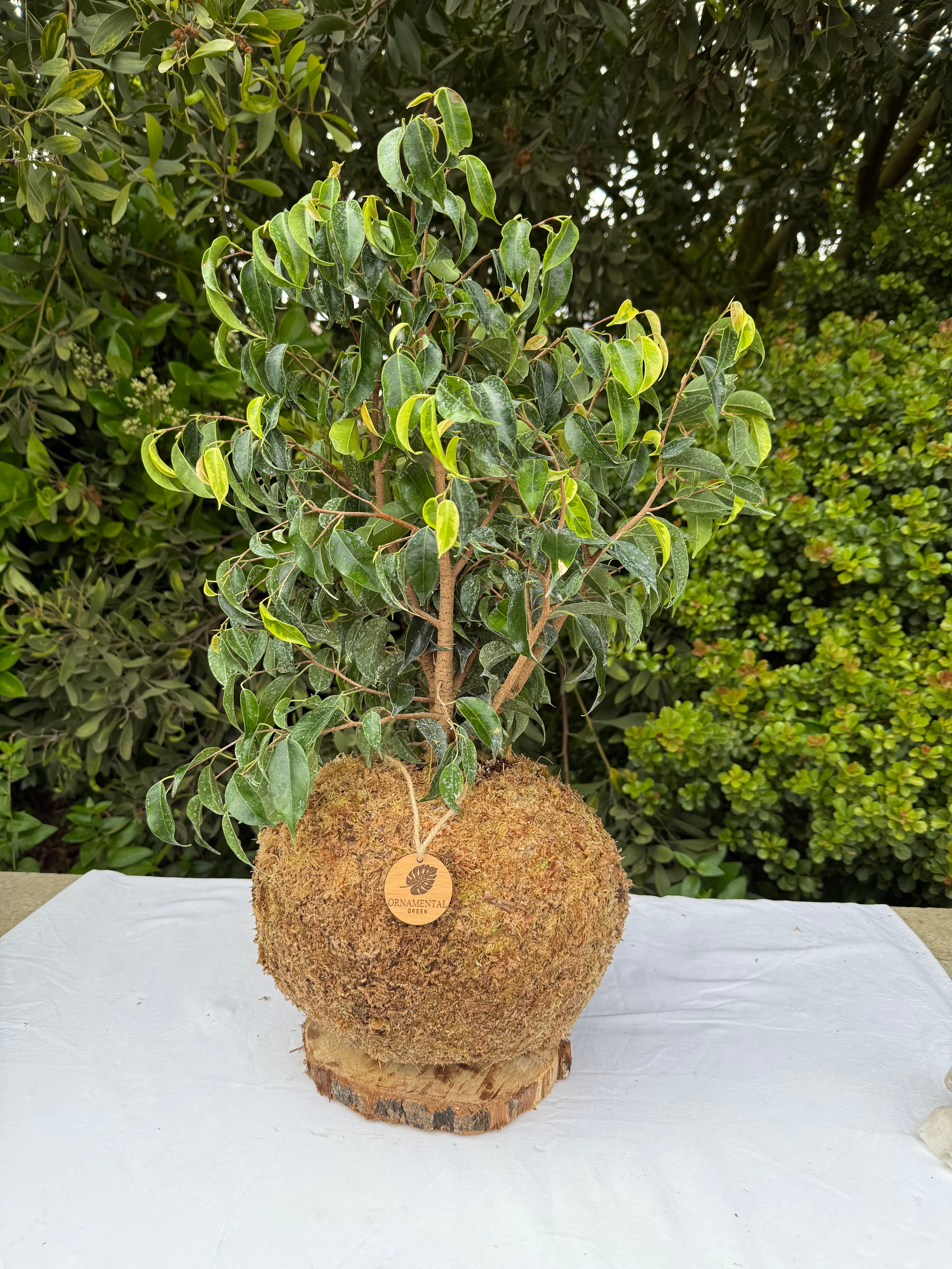 Ficus Benjamina