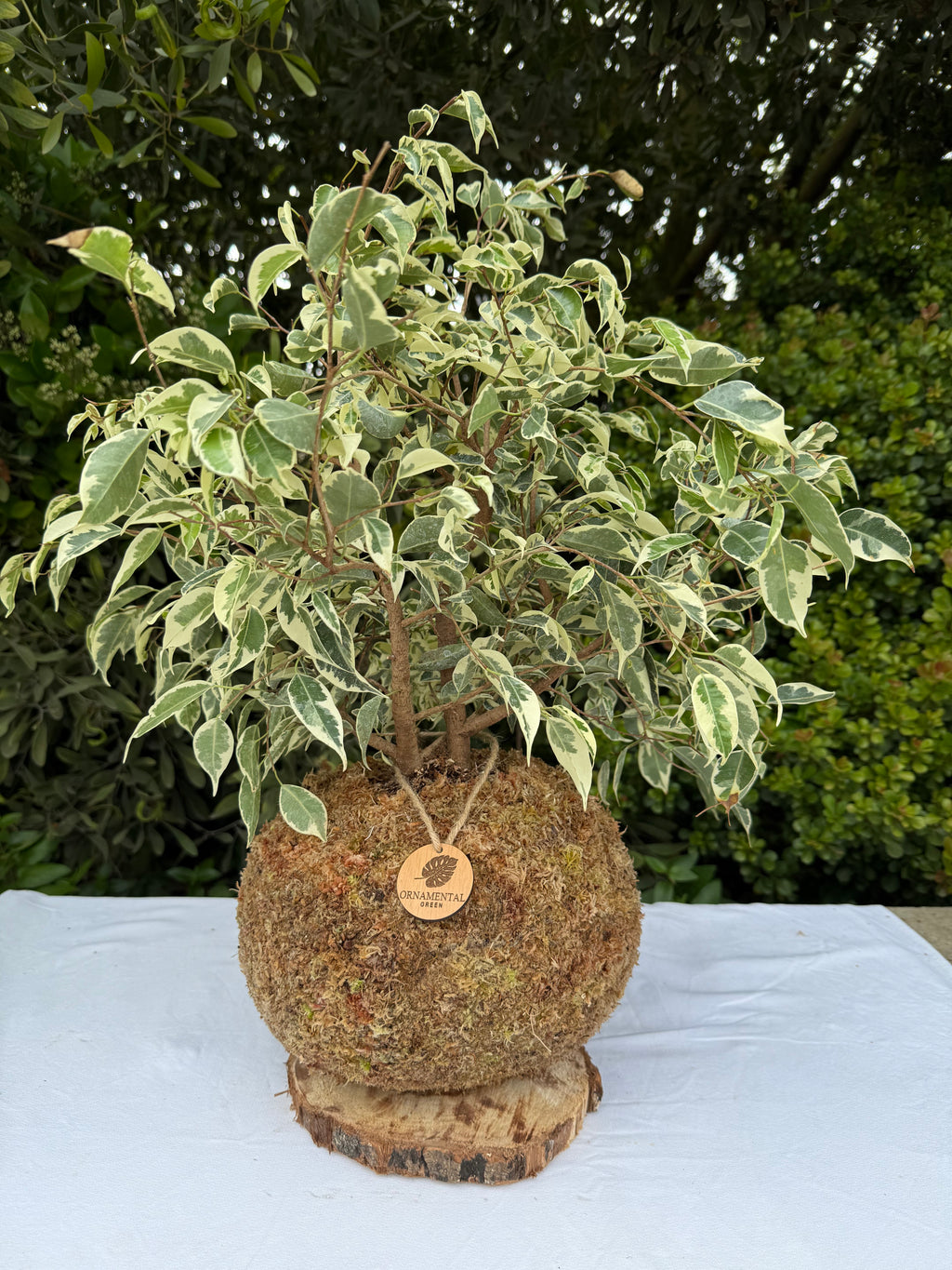 Ficus Variegado
