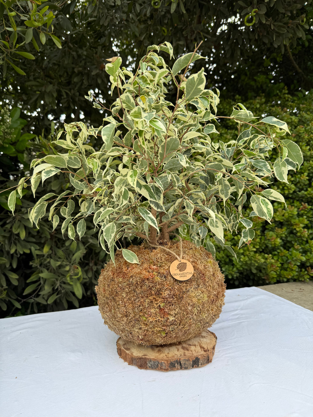Ficus Variegado