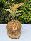 Gomero Variegado