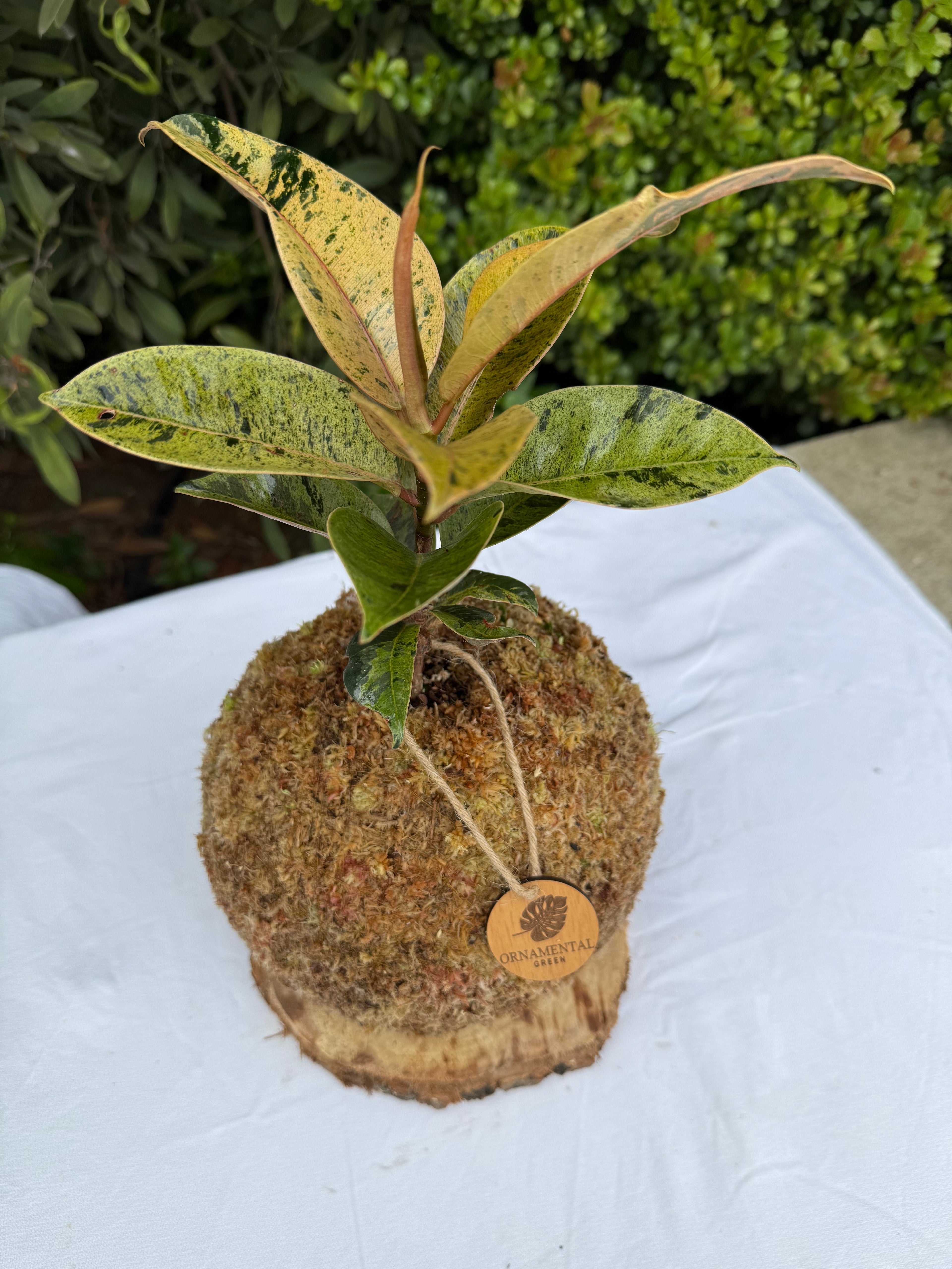 Gomero Variegado