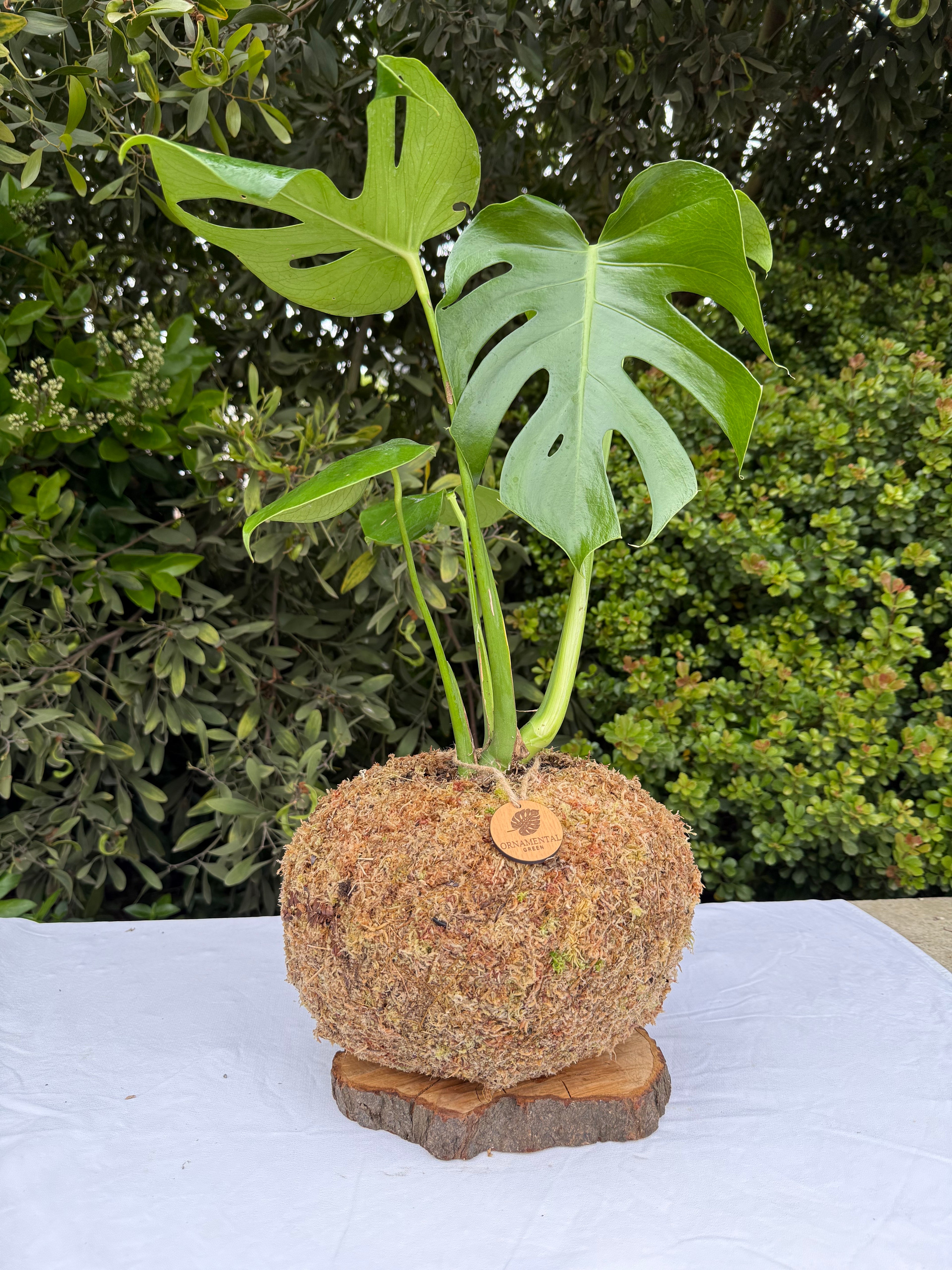 Monstera Deliciosa