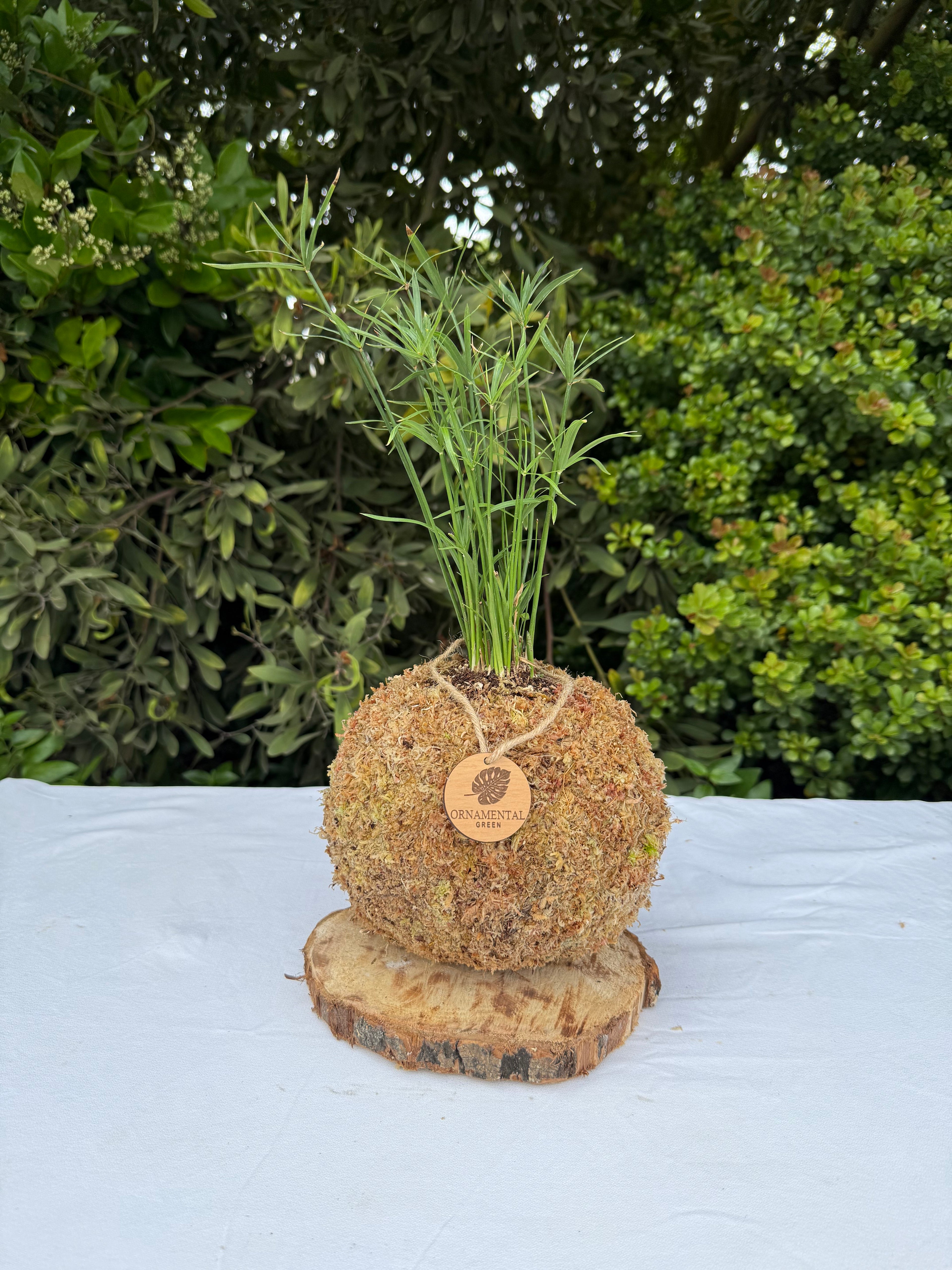 Papiro enano
