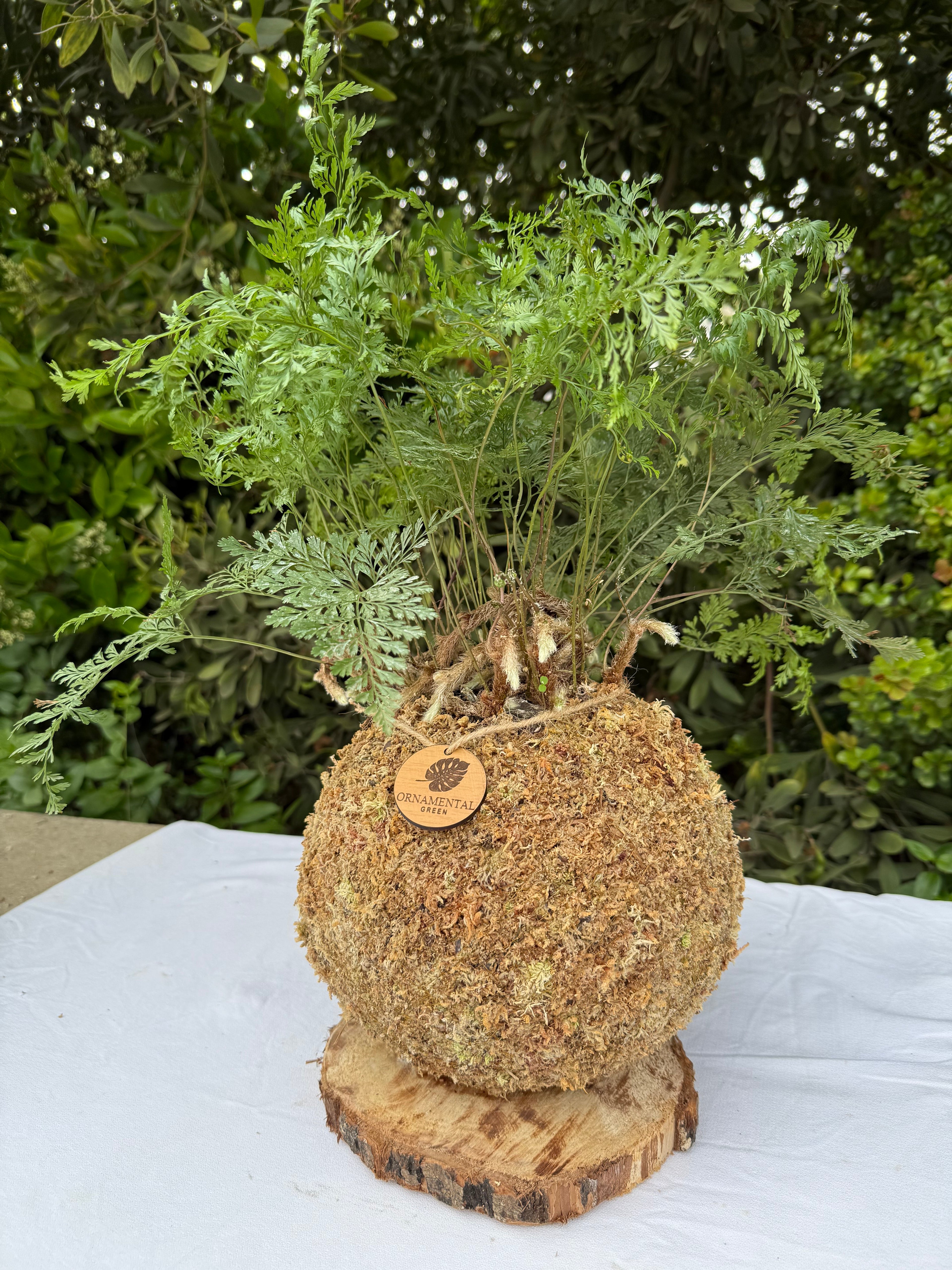 Helecho pata de Conejo