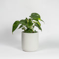 Aralia japónica