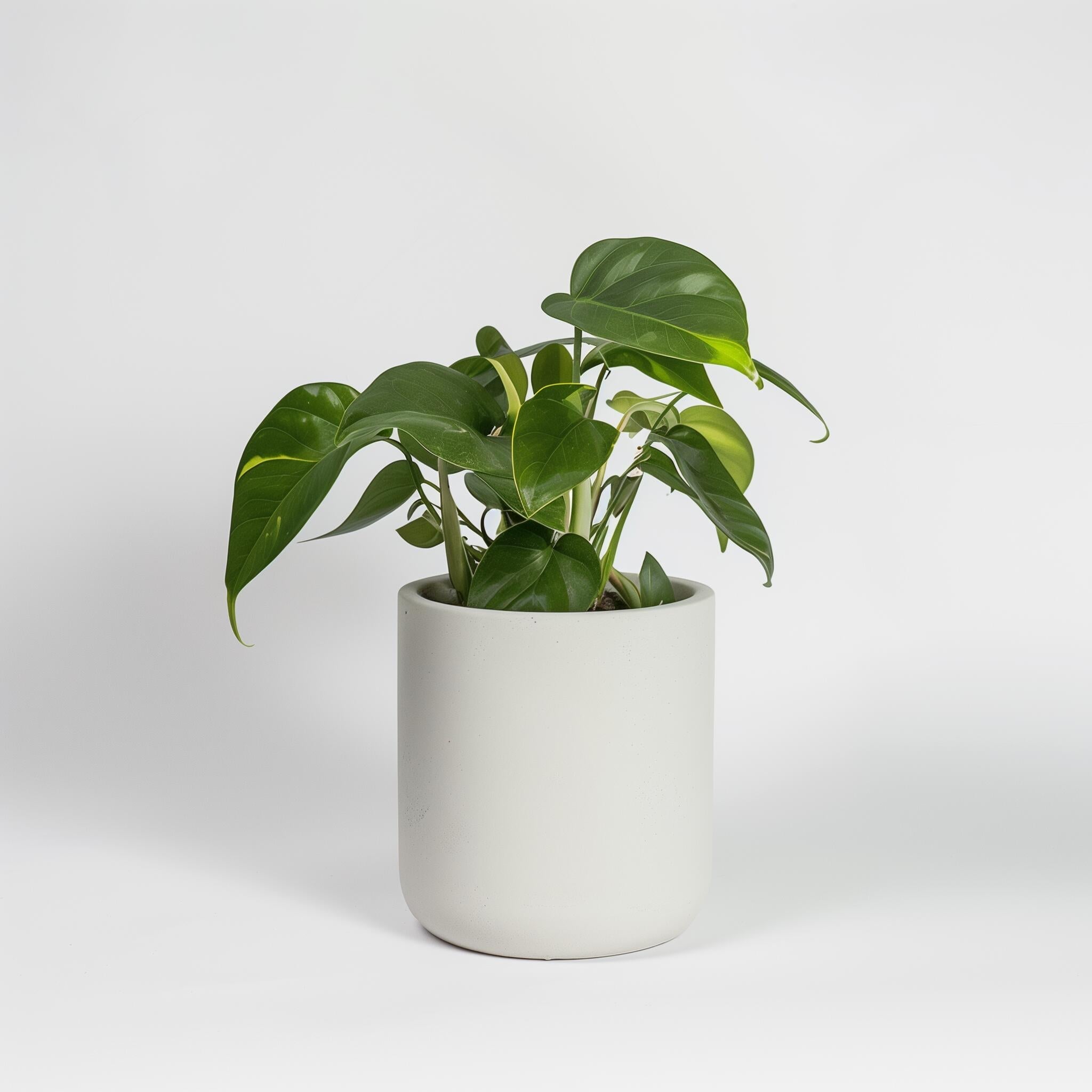 Aralia japónica